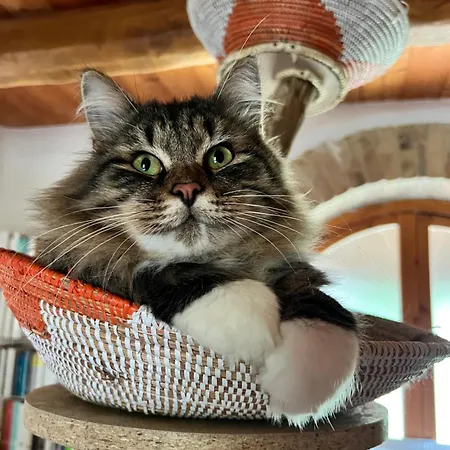 The Reading Cat Retreat Accommodatie bij particulieren