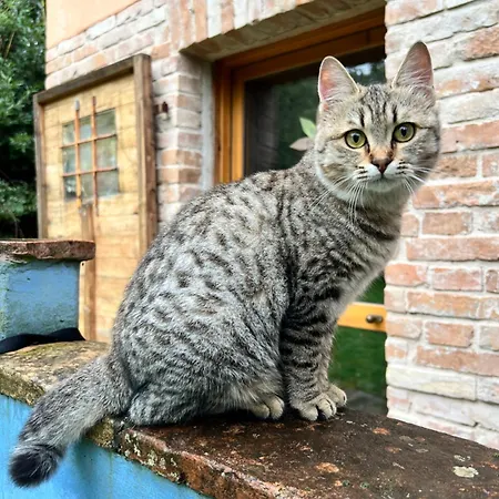 Homestay The Reading Cat Retreat *