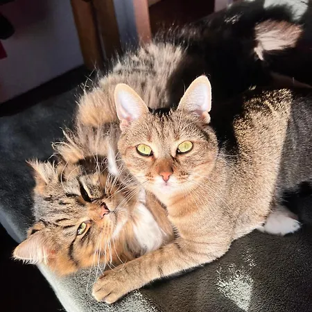 Homestay The Reading Cat Retreat